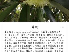 -深圳仙湖植物园