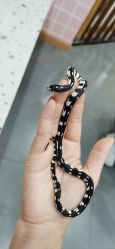 -Moni星球萌宠·小马宝莉·灵蛇·高端高阶全萌宠互动体验俱乐部(红豆国际广场店)