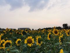 -映月湖中央公园