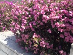 iphone_upload_pic-鱼尾狮公园