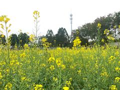 -光明小镇欢乐田园