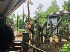 -清迈夜间动物园