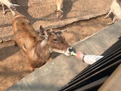 -石家庄市动物园