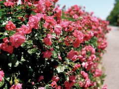 -上海滨江森林公园