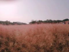 -艾溪湖湿地公园