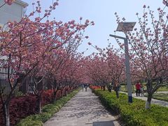 -高东镇樱花园
