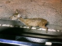 -清迈夜间动物园