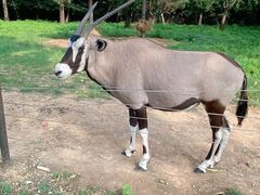 -大连森林动物园