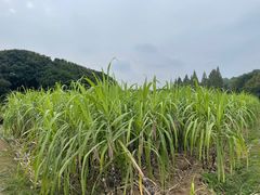 -八卦田遗址公园