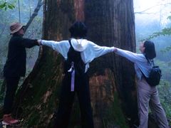 -天目山大树王景区