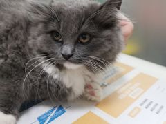 -伟伟宠物医院·瑞派猫友好医院·猫科(光谷店)