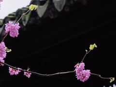 -拙政园