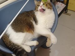 -平行世界·猫咖(首经贸店)
