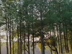 -贡湖湾湿地公园