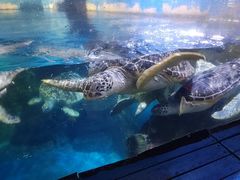 -烟台海昌鲸鲨海洋公园