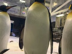 -悉尼海洋生物水族馆