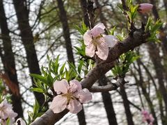 -洛阳市隋唐城遗址植物园