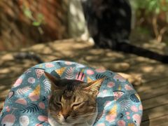 -喵屿·大理花园猫咖