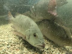 -Isla Sugbu Seafood City