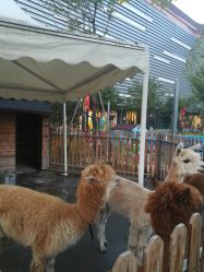 -萌宠亲子动物乐园(槐房万达店)