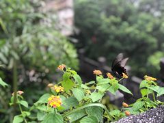 -广州市白云山风景名胜区