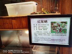 -上海大自然野生昆虫馆(东方明珠·爬宠昆虫探索中心)