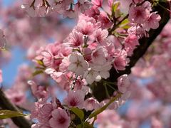 -绿杨春·淮扬宴(庐山路店)