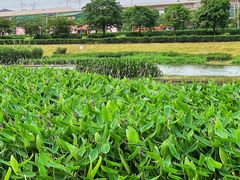 -那考河湿地公园