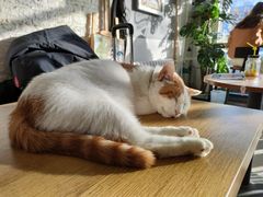 -平行世界·猫咖(首经贸店)