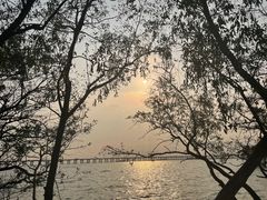 -宝安西湾红树林湿地公园