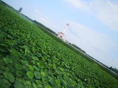-呼兰河口湿地公园