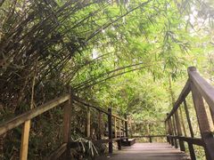 -海南霸王岭国家森林公园