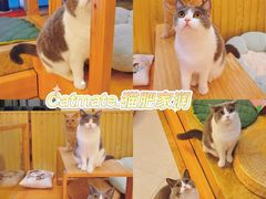 -Catmate·猫肥家润(金润铂宫店)