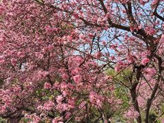 -苏州上方山国家森林公园