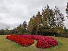 -上海滨江森林公园