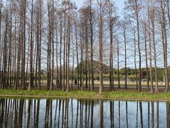 -上海共青森林公园