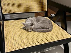 -琪喵猫屋·撸猫猫咖·猫舍