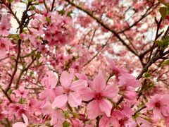 -天适樱花悠乐园