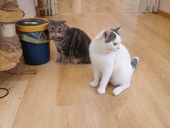 -猫咪派对(江南西店)