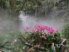 -呀诺达热带雨林