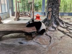 -海南热带野生动植物园