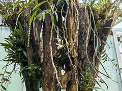 -国家植物园南园