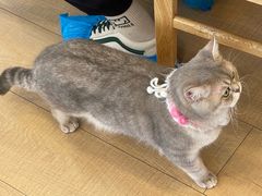-Let's go狗咖·猫咖·奶狗·桌游(春熙路IFS店)
