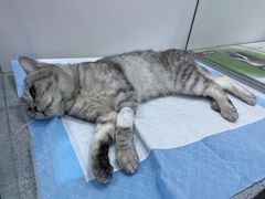 -萌兽医馆·绝育·24小时内科·宠物医院(德胜店)