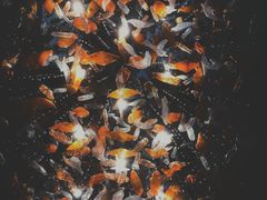 -东海朗廷酒店-唐阁T’ANG COURT 中餐厅