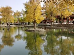 -金塔沙漠胡杨林景区