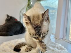 -共舞时光猫咖·狗咖(新街口店)