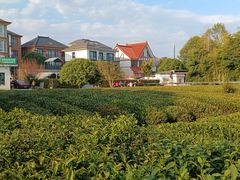 -龙坞茶村