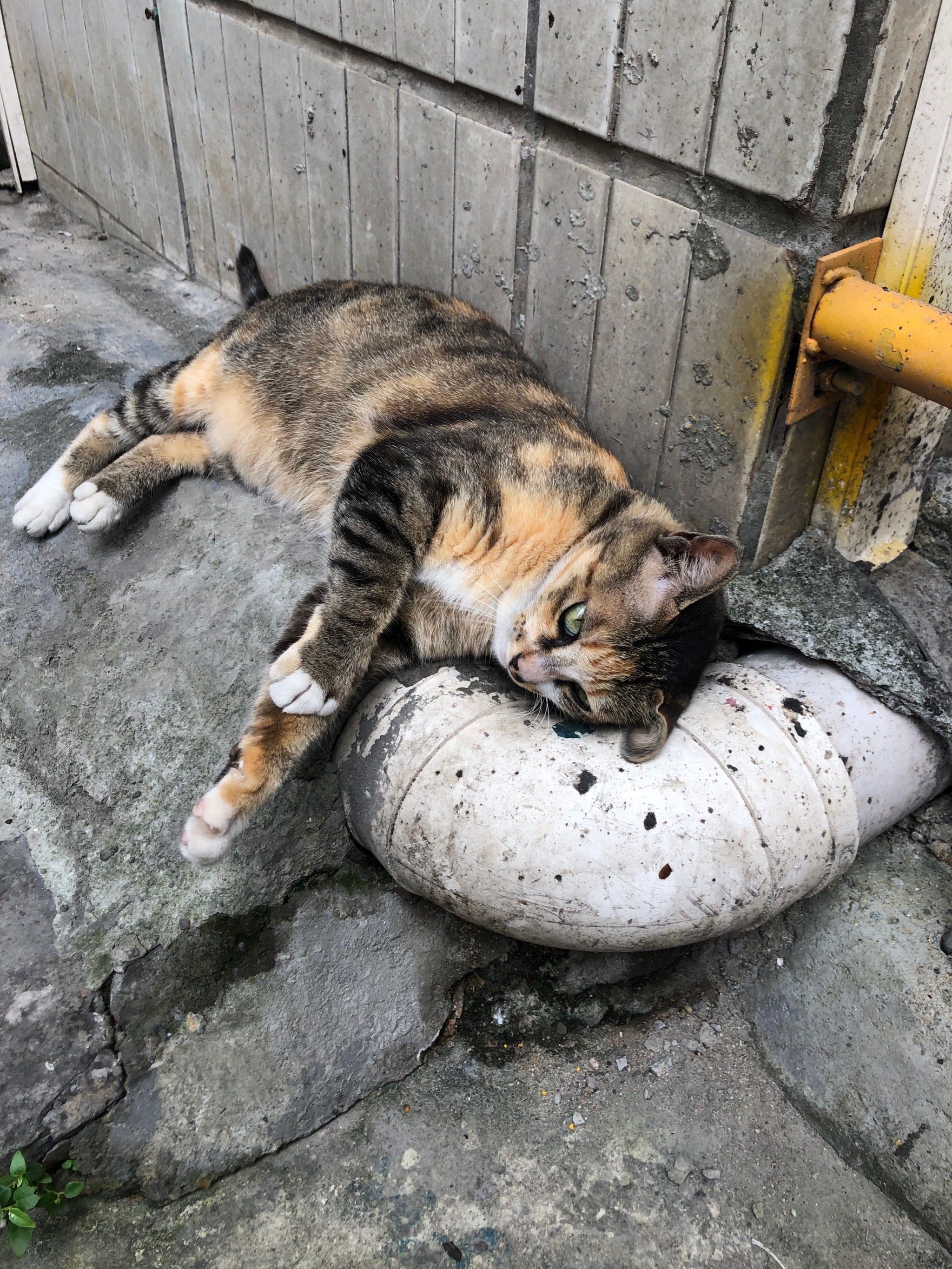 遇到一只赖皮猫呢