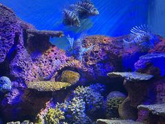 -上海海洋水族馆